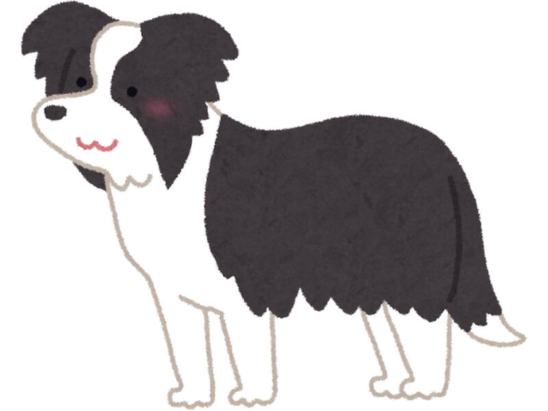 Black and white dog