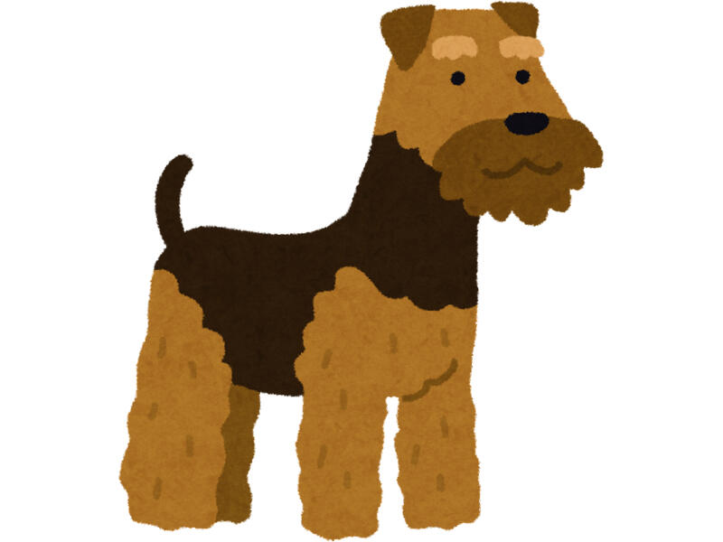 Brown dog